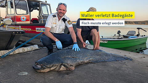 Der erlegte Waller liegt am Ufer vom Brombachsee, nachdem er wiederholt Schwimmer angegriffen hat.