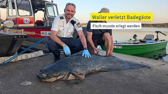 Der erlegte Waller liegt am Ufer vom Brombachsee, nachdem er wiederholt Schwimmer angegriffen hat.