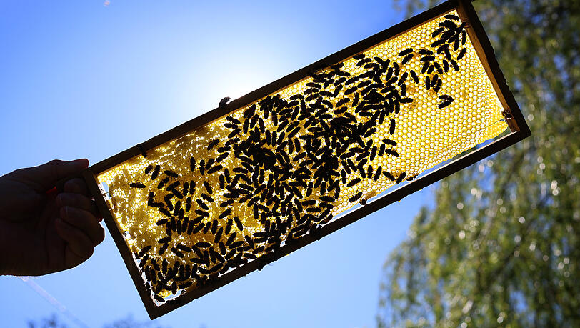 Eine Halbwabe, auf der Bienen sitzen. Honigbienen stehen auf der Speisekarte der Asiatischen Hornisse ganz oben. Eine Halbwabe, auf der Bienen sitzen. Honigbienen stehen auf der Speisekarte der Asiatischen Hornisse ganz oben.