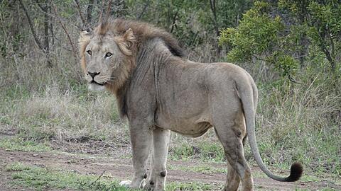 Im ostafrikanischen Tansania sowie in anderen L&auml;ndern Afrikas kommt es immer wieder zu Konflikten zwischen Wildtieren und Menschen. (Archivbild)