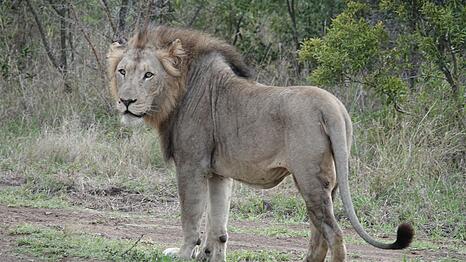Im ostafrikanischen Tansania sowie in anderen L&auml;ndern Afrikas kommt es immer wieder zu Konflikten zwischen Wildtieren und Menschen. (Archivbild)