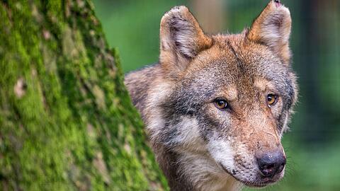 Der Bund Naturschutz in Bayern (BN) hält von Abschussplänen nichts und wirbt "für eine friedliche Koexistenz von Mensch und Wolf". (Symbolbild)