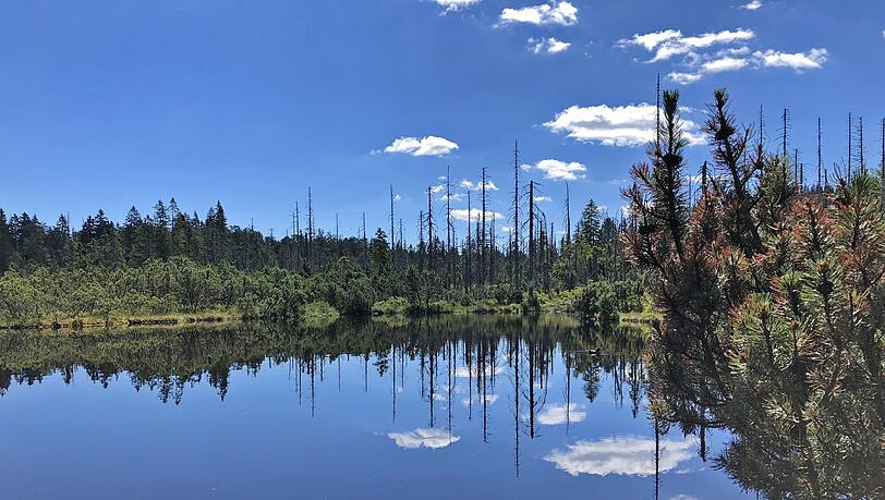 Der Latschensee liegt im Nationalpark Bayerischer Wald.
