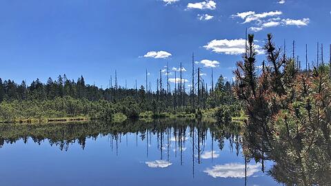 Der Latschensee liegt im Nationalpark Bayerischer Wald.