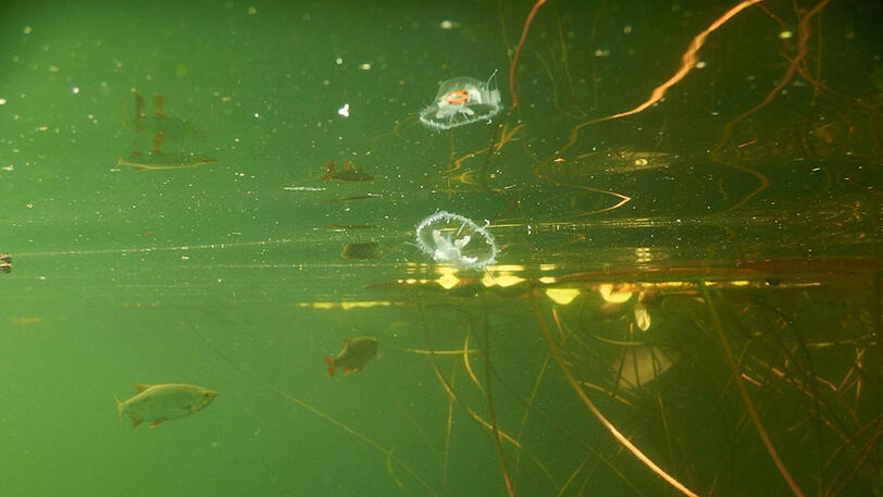 Eine Süßwasserqualle im Badesee - allerdings völlig ungefährlich für den Menschen.