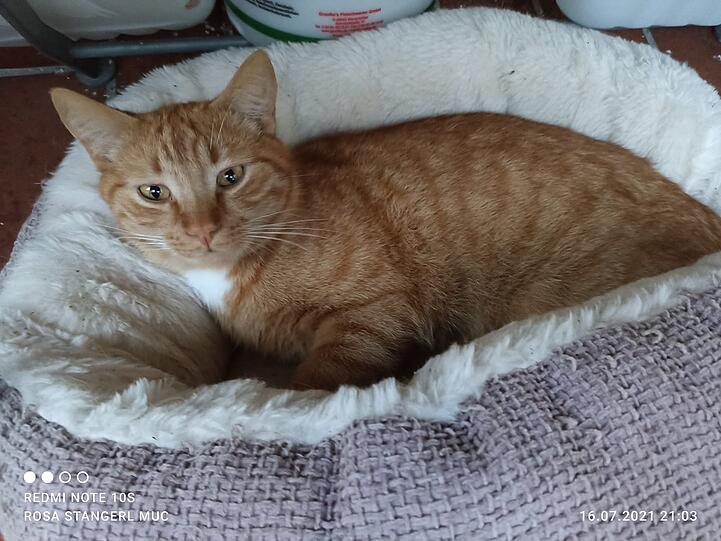 Diego