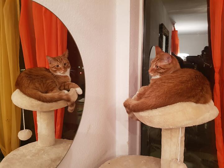 Cats