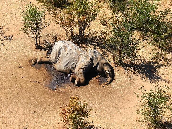 Der Tod ereilt die Tiere offenbar sehr schnell. Experten suchen nach Erklärungen.