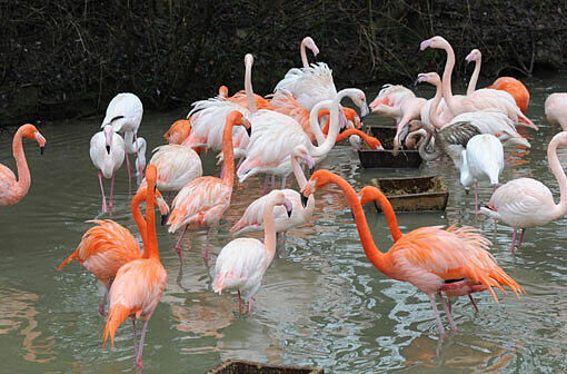 Die Flamingos müssen stillhalten zum Durchzählen.