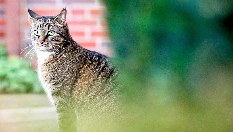 Etliche Katzen wurden von den Behörden beschlagnahmt. (Symbolbild) Etliche Katzen wurden von den Behörden beschlagnahmt. (Symbolbild)