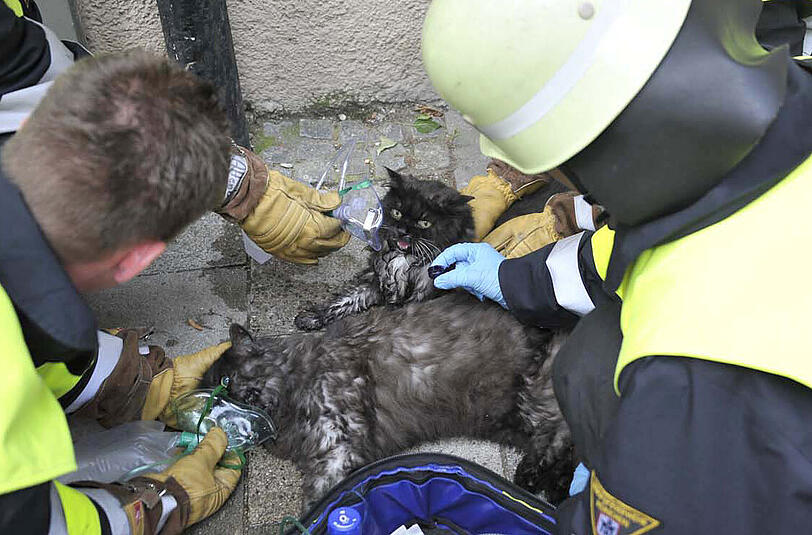 Die Kater Billy und Scotty werden nach ihrer Rettung von der Feuerwehr mit Sauerstoff versorgt.