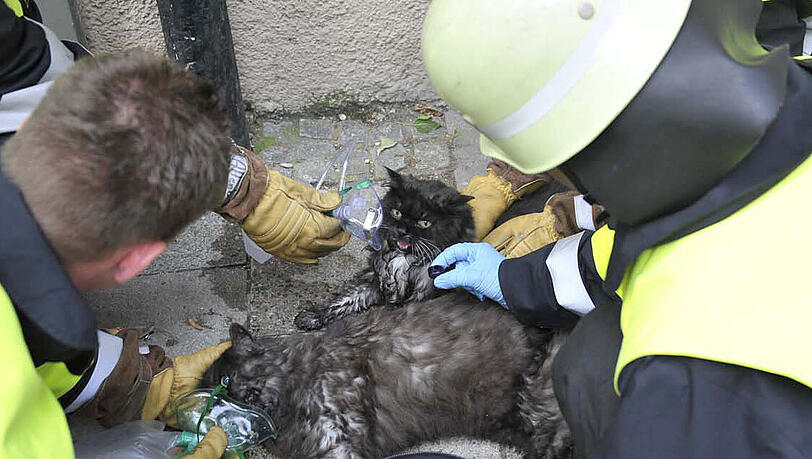Die Kater Billy und Scotty werden nach ihrer Rettung von der Feuerwehr mit Sauerstoff versorgt. Die Kater Billy und Scotty werden nach ihrer Rettung von der Feuerwehr mit Sauerstoff versorgt.