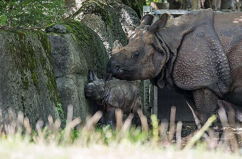 Das Nashornbaby mit seiner Mutter Rapti im Außengehege des Tierpark Hellabrunn. Die Bilder vom ersten Ausflug nach draußen.