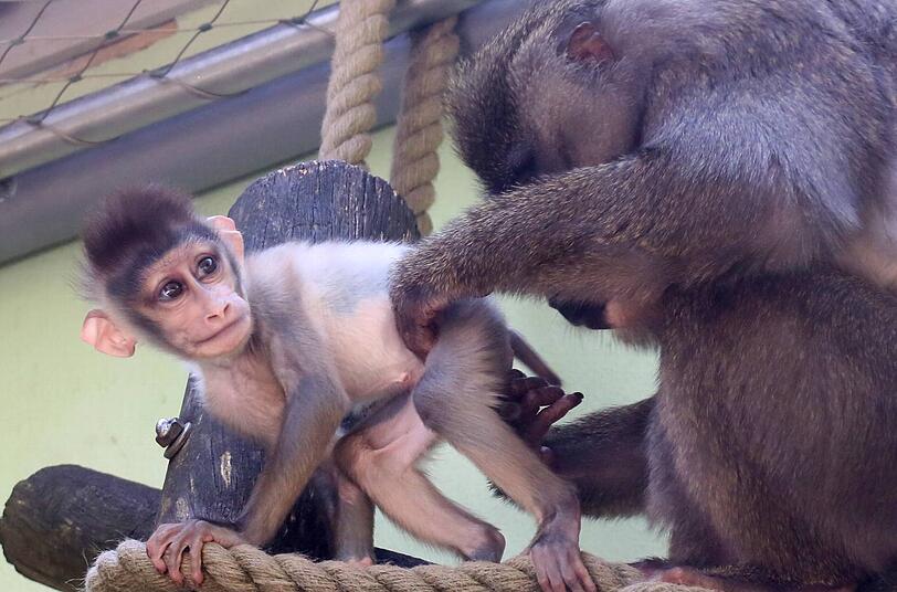 Im Tierpark Hellabrunn zeigte Drill-Affen-Dame Afi (7) stolz ihren Nachwuchs. Für den kleinen Affen wird noch ein Name gesucht.