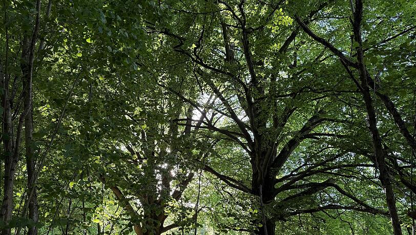 Die Rh&ouml;n ist wie hier in ihrem bayrischen Teil Lebensraum alter knorriger B&auml;ume. (Archivbild)
