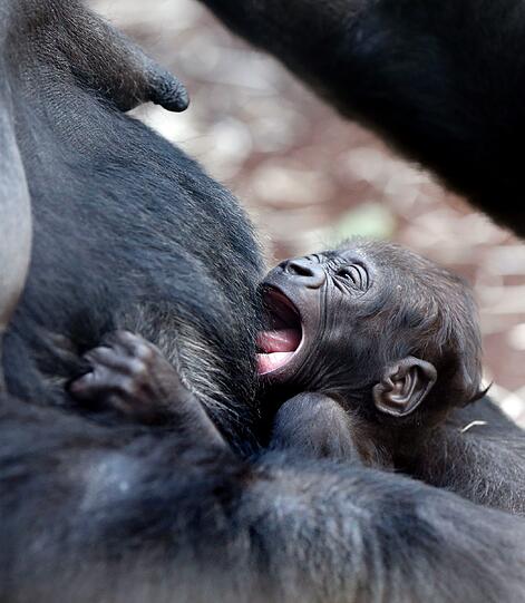 Der Mini-Gorilla mit der süßen Plattnase klammert sich so eng an seiner Mama, dass der entscheidende Hinweis auf sein Geschlecht noch immer nicht gesichtet werden konnte.