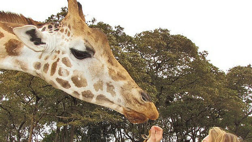 Gisele Bündchen füttert auf ihrem Instagram-Schnappschuss eine Giraffe Gisele Bündchen füttert auf ihrem Instagram-Schnappschuss eine Giraffe