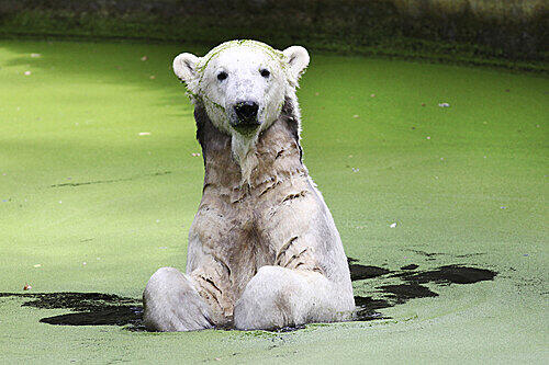 Knut (Bild) bekommt jetzt eine Freundin: Giovanna aus München