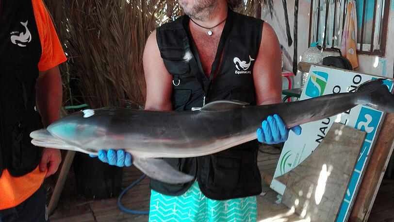 Er fiel dem Selfie-Wahn zum Opfer: Ein Mitglied der Tierschutzorganisation "Equinac" hält das tote Delfin-Baby.