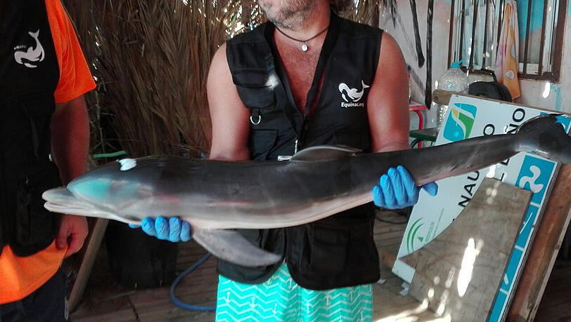 Er fiel dem Selfie-Wahn zum Opfer: Ein Mitglied der Tierschutzorganisation "Equinac" hält das tote Delfin-Baby. Er fiel dem Selfie-Wahn zum Opfer: Ein Mitglied der Tierschutzorganisation "Equinac" hält das tote Delfin-Baby.