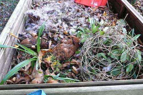 Ohne Rücksicht auf Natur und Gesundheit hat der Kleintierzüchter die toten Tiere entsorgt. Manche landeten einfach im Wald.