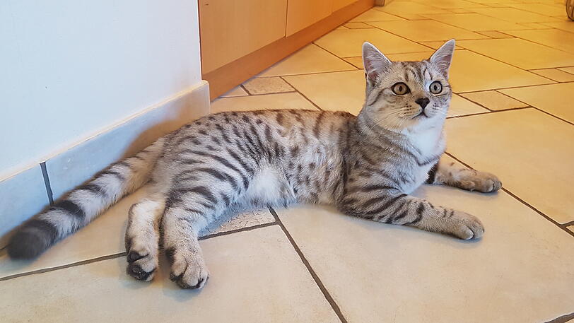 Loki