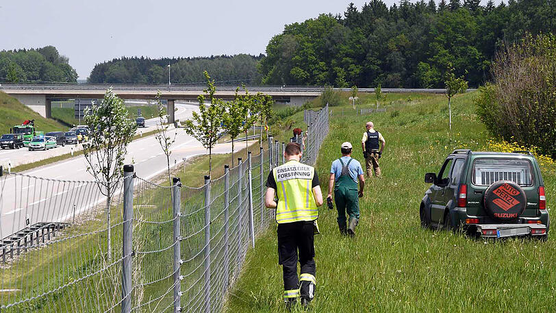 Wildwest an der A94: 17 entflohene Rindviecher hielten die "Cowboys" von Polizei und Feuerwehr stundenlang auf Trab. Die Bilder von der Stierhatz.