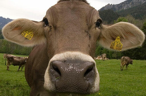 Eine Kuh auf der Alm.