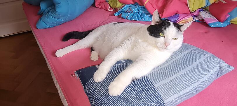 Filou