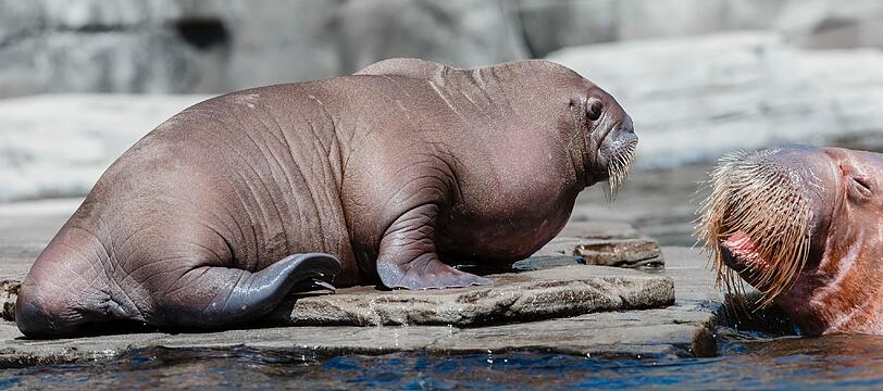 Am Donnerstag begeisterte das Walrossbaby im Tierpark Hagenbeck in Hamburg die Besucher. Die Bilder!