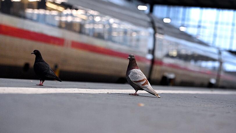 Tauben kehren immer wieder an den gleichen Ort zurück. Deshalb macht es keinen Sinn, sie zu vertreiben, sagen Tierschützer. Auch am Münchner Hauptbahnhof gibt es Probleme mit den Tieren.