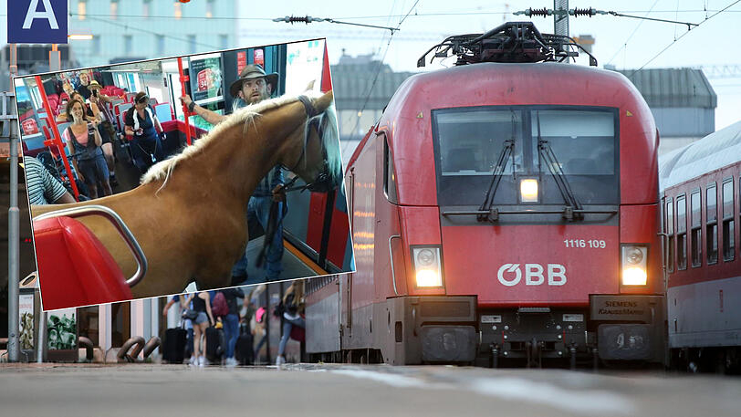 Das Pferd fuhr seelenruhig im Zug mit, ehe es aussteigen musste.
