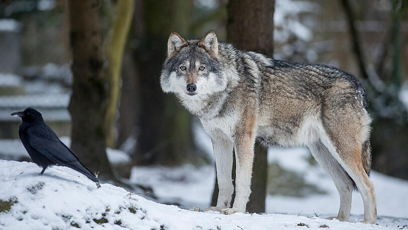 ...den Wolf...