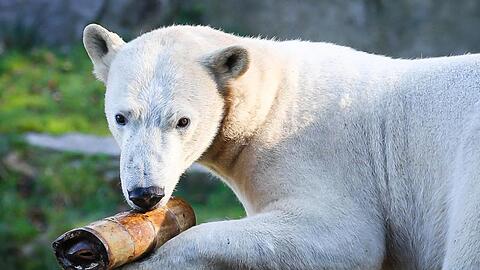Eisbärin Nanuq kam aus dem Zoo de Cerza.