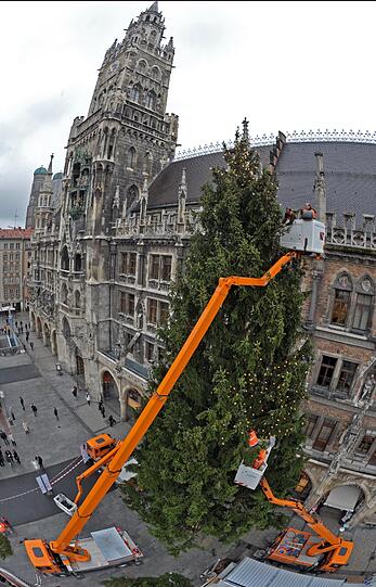 Füllig und formschön: Im Gegensatz zu dem von 2011 macht der diesjährige Christbaum eine sehr gute Figur.