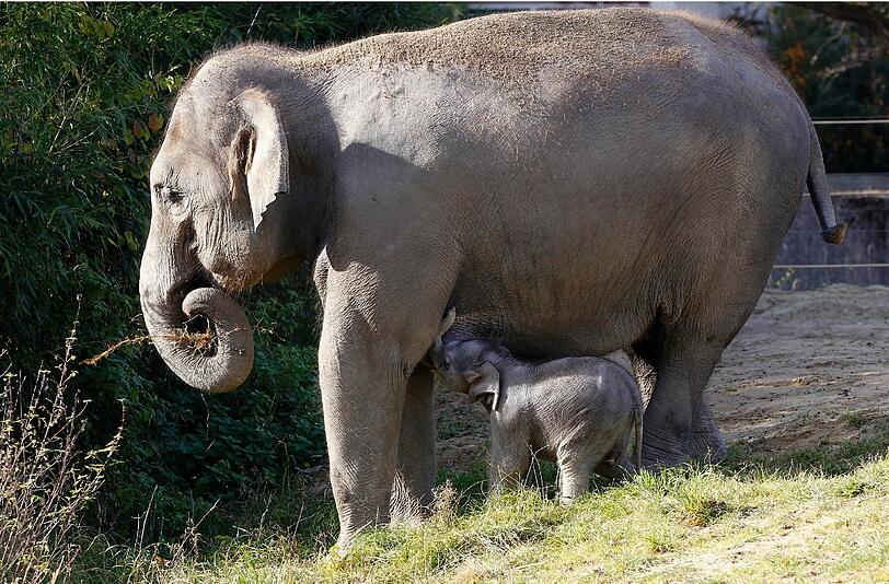 So süß! Am Dienstag hatte das bisher noch namenlose Elefantenmädchen offiziellen Fototermin im Freigehege des Tierparks Hellabrunn. Gemeinsam mit Mamma Panang und noch ein wenig tollpatschig erkundete das Dickhäuter-Baby seine neue Umgebung.