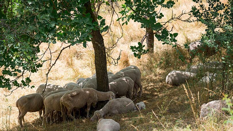 Wer kann, sucht Schutz vor der heißen Sonne im Schatten. Für viele Tiere und Pflanzen in Bayern könnte die aktuelle Dürre langfristige Folgen haben. Umweltschützer warnen vor irreparablen Schäden für ganze Ökosysteme. (Archivbild)