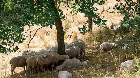 Wer kann, sucht Schutz vor der heißen Sonne im Schatten. Für viele Tiere und Pflanzen in Bayern könnte die aktuelle Dürre langfristige Folgen haben. Umweltschützer warnen vor irreparablen Schäden für ganze Ökosysteme. (Archivbild)