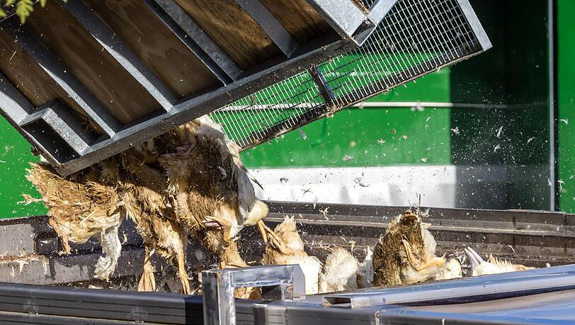 Wegen der Geflügelpest müssen in Deutschland derzeit viele Tausend Hühner, Gänse, Enten und Puten gekeult werden. Wegen der Geflügelpest müssen in Deutschland derzeit viele Tausend Hühner, Gänse, Enten und Puten gekeult werden.