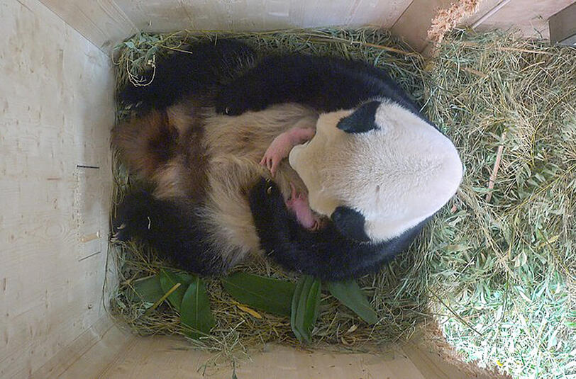 Die kleinen Bären sehen noch nicht wirklich nach Panda aus - sie wiegen nur so viel wie eine Tafel Schokolade.