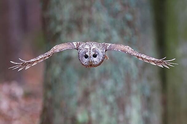 Eine Waldkauz-Mutter brütet in der Baumhöhle im Eggarten. Eine Waldkauz-Mutter brütet in der Baumhöhle im Eggarten.
