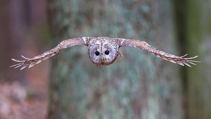Eine Waldkauz-Mutter brütet in der Baumhöhle im Eggarten. Eine Waldkauz-Mutter brütet in der Baumhöhle im Eggarten.