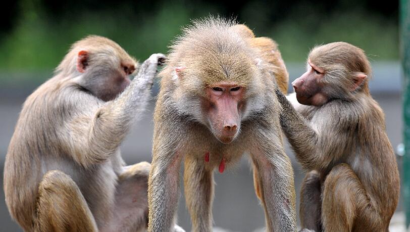 So friedlich wie bei diesen Pavianen geht es in Hellabrunn nicht zu. Der Zoo zofft sich mit seinem Förderverein. So friedlich wie bei diesen Pavianen geht es in Hellabrunn nicht zu. Der Zoo zofft sich mit seinem Förderverein.