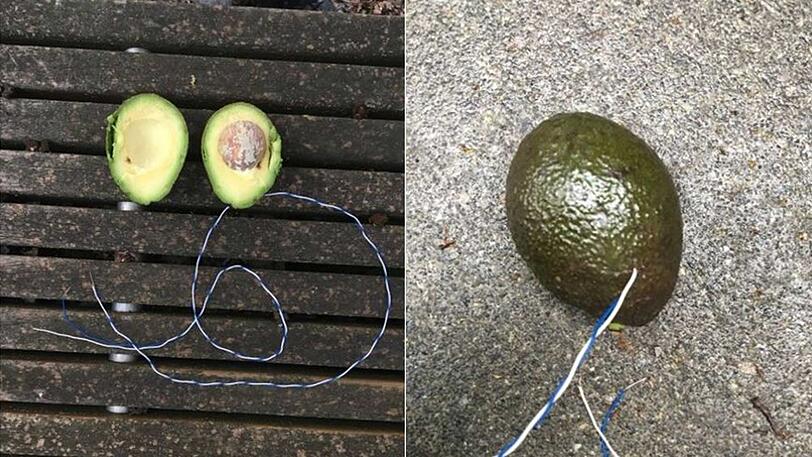 Die Avocado samt Draht lag im Gemüseregal bei Lidl.