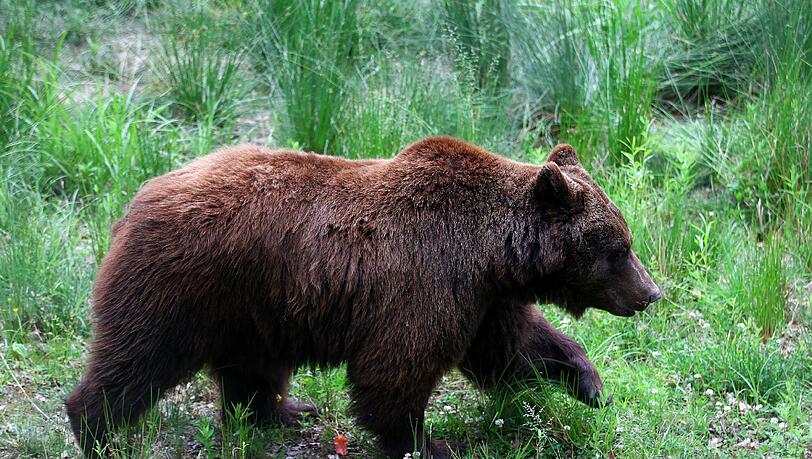 Bis zu 350 Kilogramm Lebendgewicht: Ein ausgewachsener Braunbär hat in Österreich einen Landwirt attackiert. Bis zu 350 Kilogramm Lebendgewicht: Ein ausgewachsener Braunbär hat in Österreich einen Landwirt attackiert.