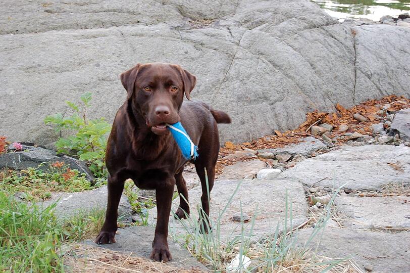 Labrador "Chicio" ist der ganze Stolz von AZ-Leser Matthias. Zu Recht!