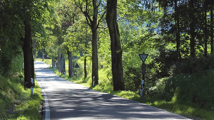 In der Beigarten Allee sind Bäume von der Fällung bedroht.