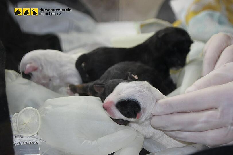 Die kleinen Welpen müssen von einer Hunde-Amme gesäugt werden.