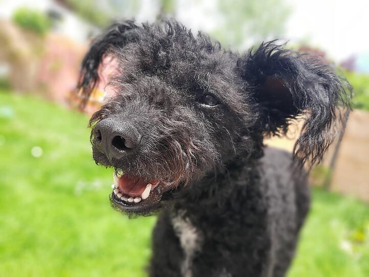 Bonnie