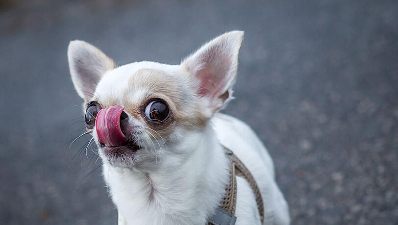 Auch wenn so kleine Hunde laut dem Urteil in der Regel keine schwereren Verletzungen verursachen k&ouml;nnen, muss der Halter f&uuml;r den Sturz der Frau haften. (Symbolbild)